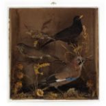 Display of five taxidermy birds including blue jay and blackbird, 38.5cm H x 36cm W x 13.5cm D