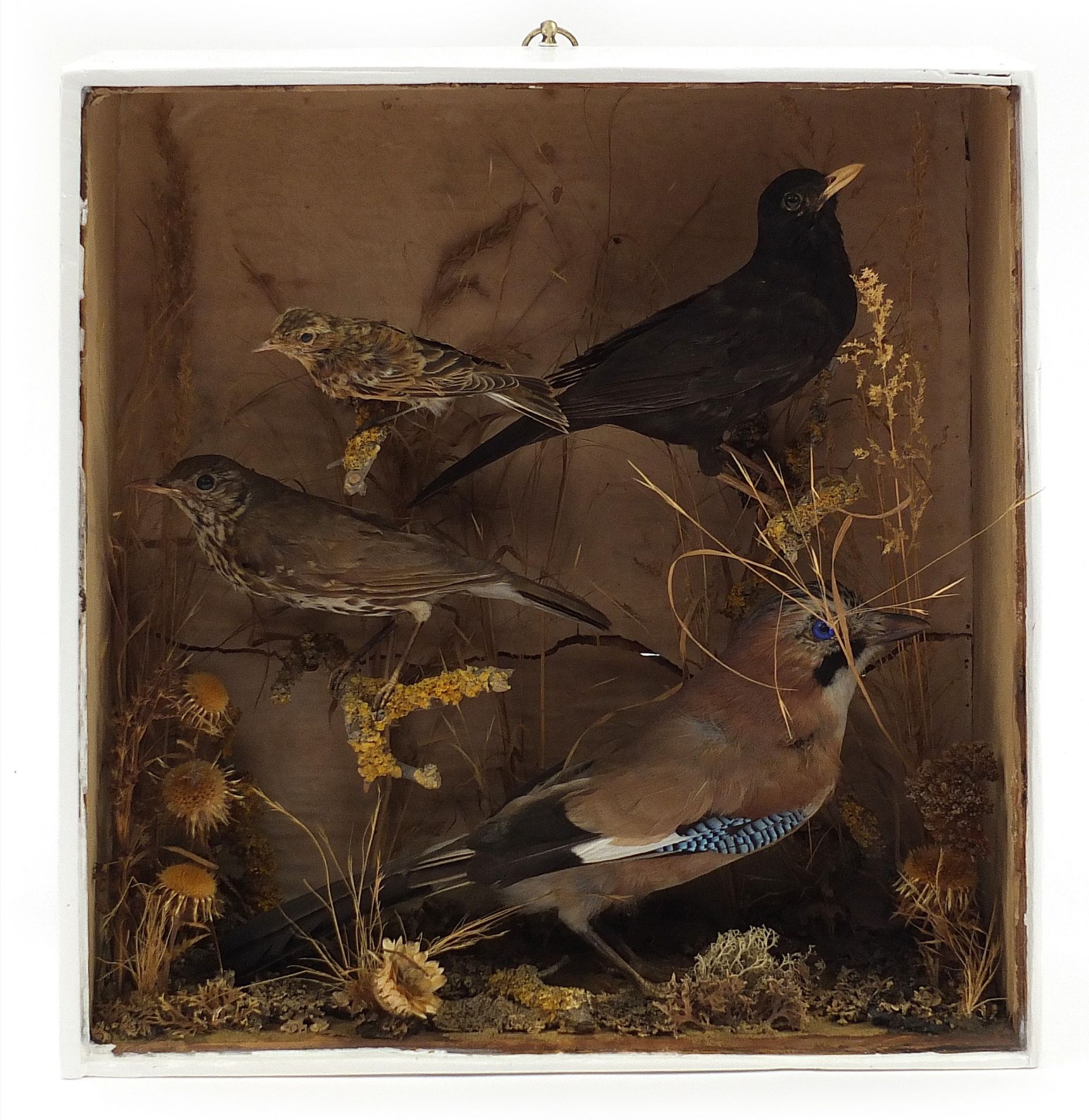 Display of five taxidermy birds including blue jay and blackbird, 38.5cm H x 36cm W x 13.5cm D