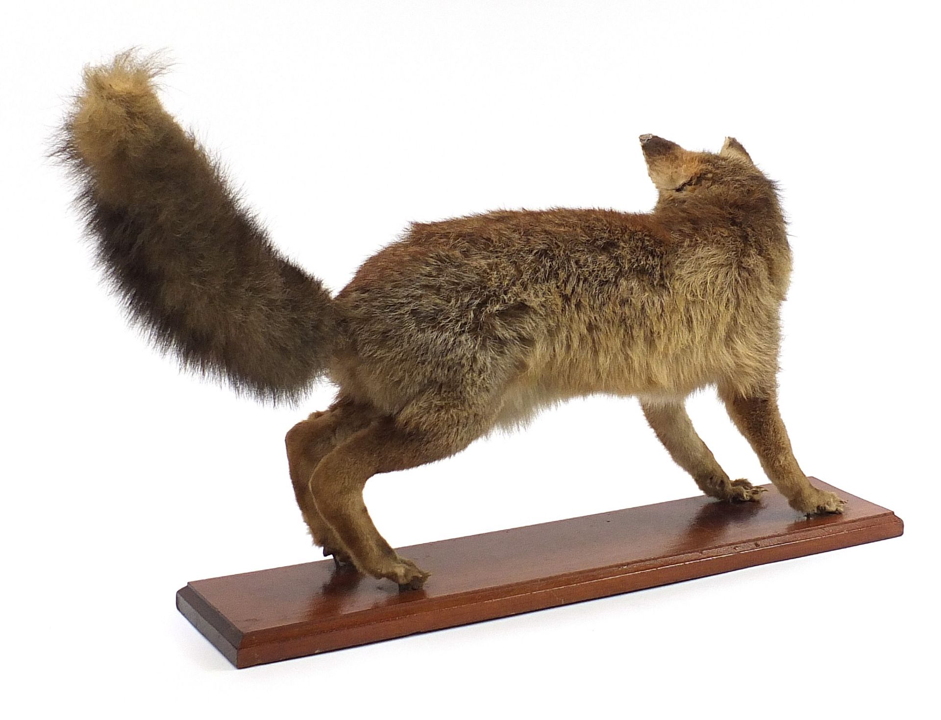 Taxidermy standing fox on a wooden plinth base, 75cm in length - Image 2 of 2