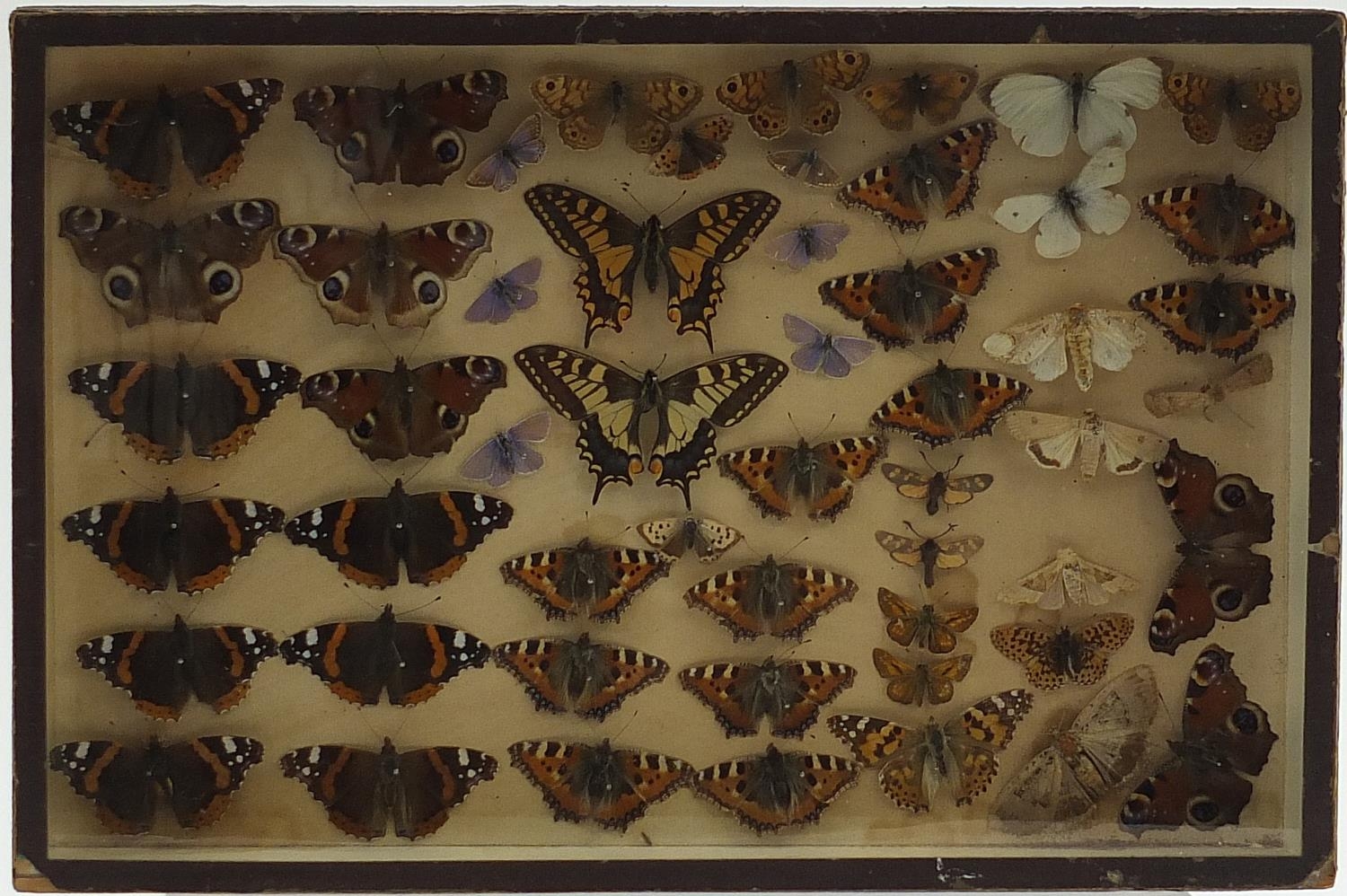 Glazed display of taxidermy butterflies, 38.5cm x 26cm - Bild 2 aus 3