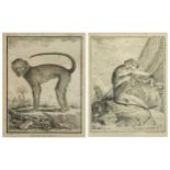 Mangabey and Talapoin, pair of 19th century zoology interest engravings, one after Jacques de