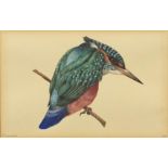 Kingfisher on a branch, watercolour, indistinctly monogrammed, possibly ANH, mounted and framed,