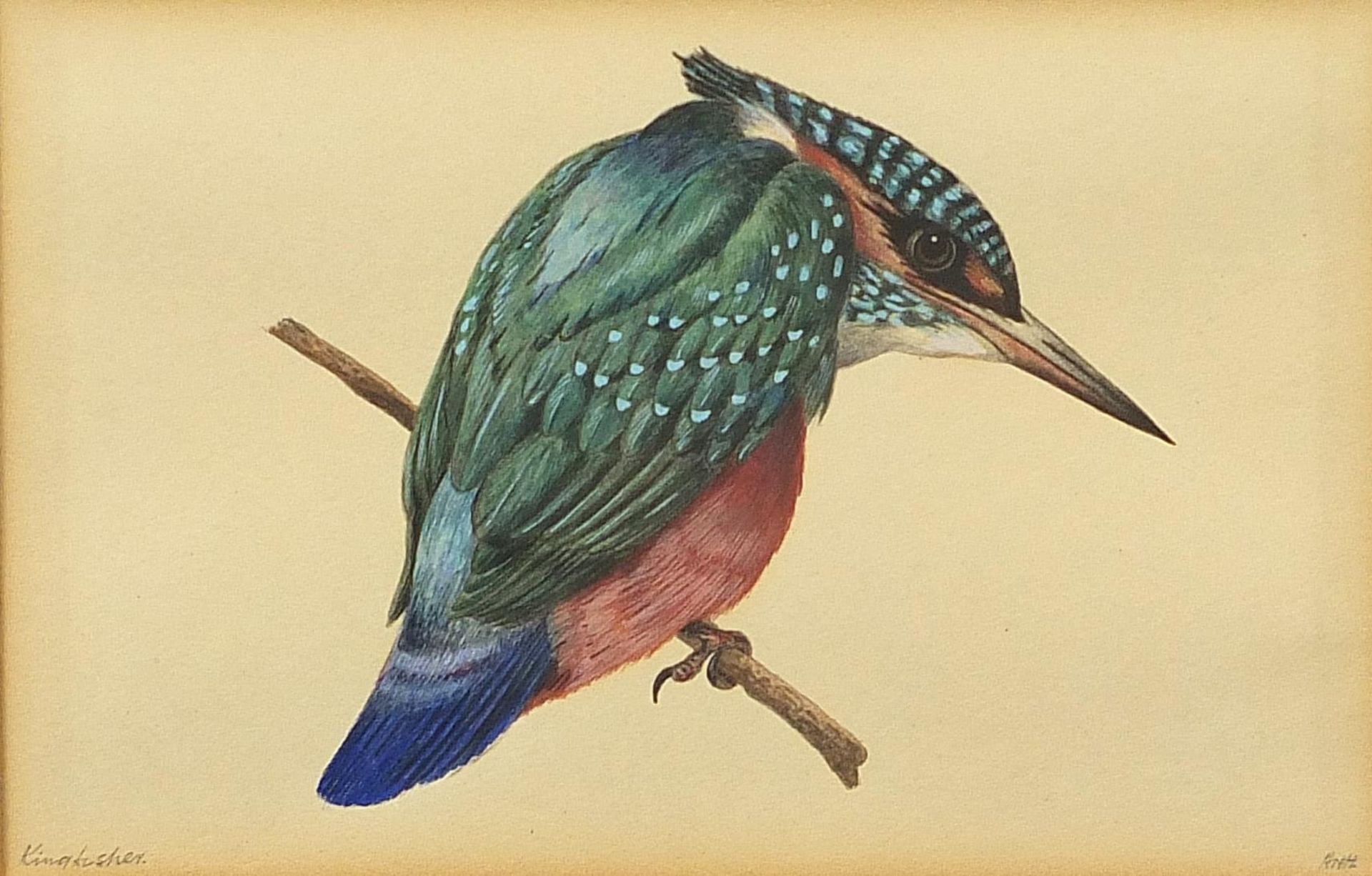 Kingfisher on a branch, watercolour, indistinctly monogrammed, possibly ANH, mounted and framed,