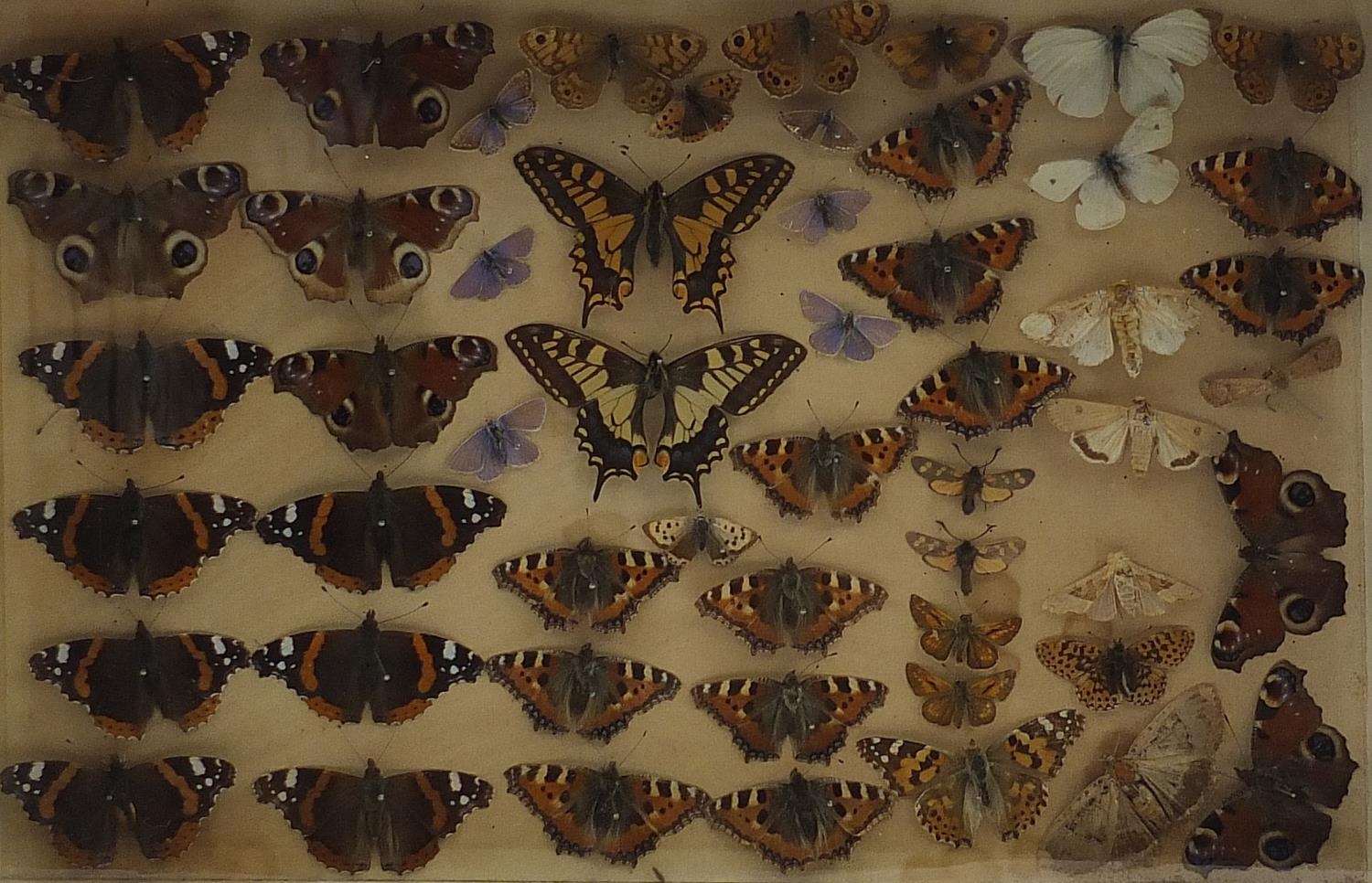 Glazed display of taxidermy butterflies, 38.5cm x 26cm