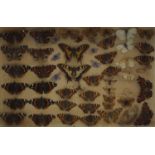 Glazed display of taxidermy butterflies, 38.5cm x 26cm