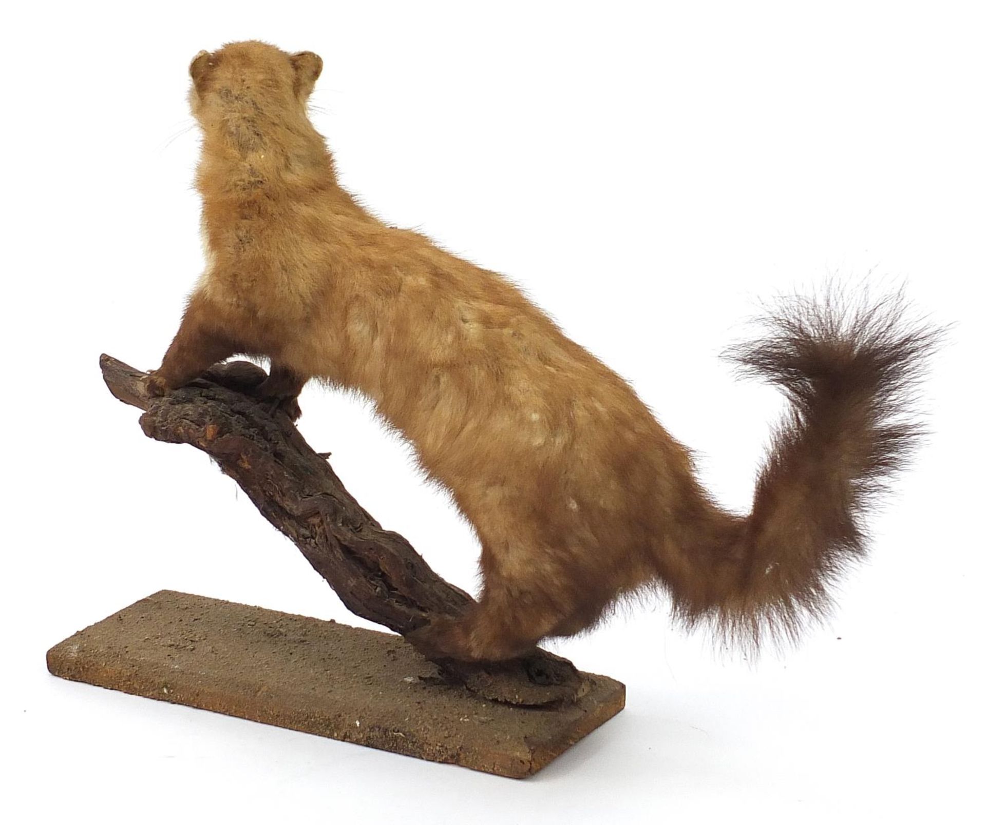 Taxidermy interest stoat mounted on a branch, 93cm in length - Image 2 of 3