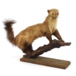 Taxidermy interest stoat mounted on a branch, 93cm in length