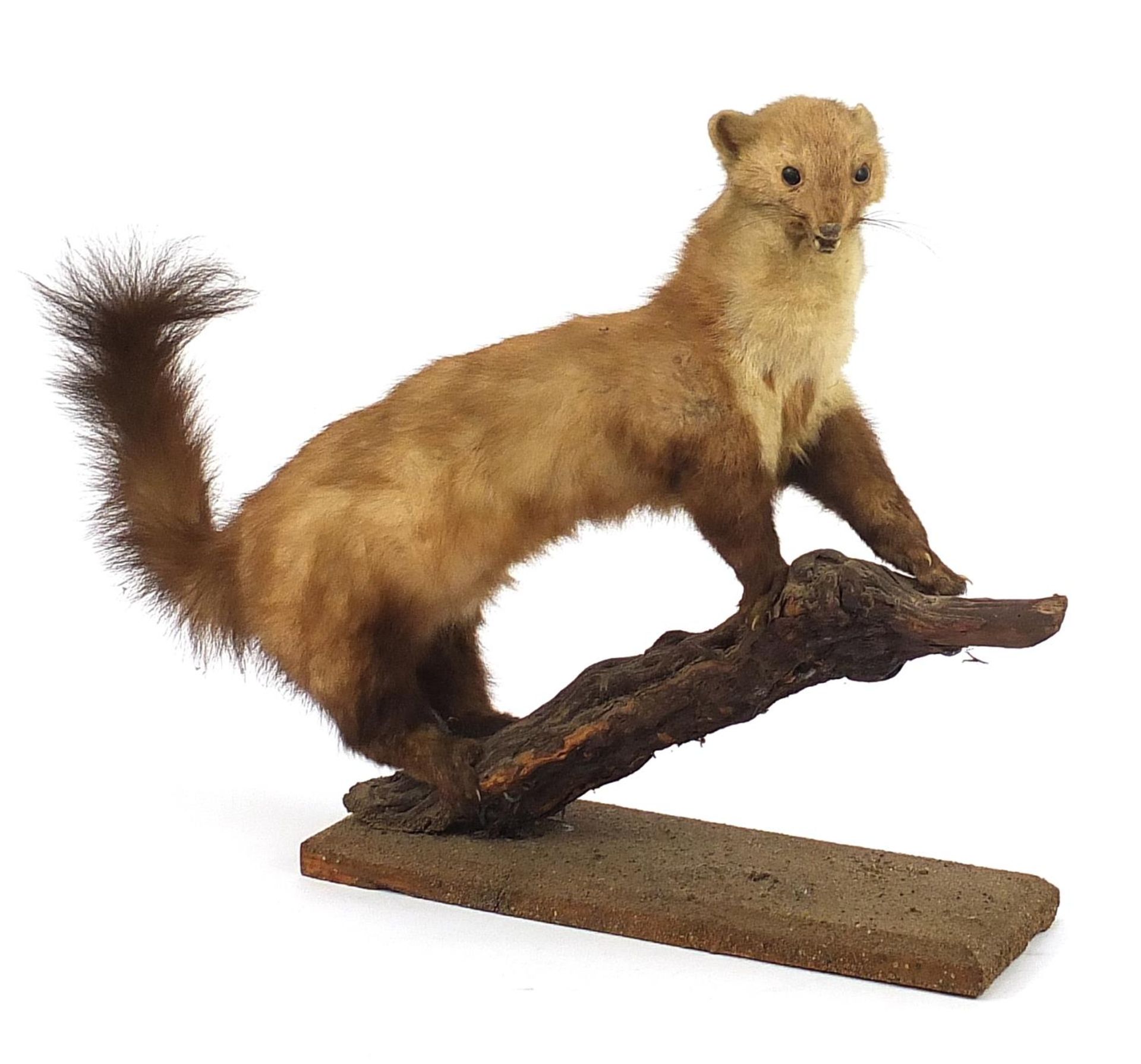 Taxidermy interest stoat mounted on a branch, 93cm in length