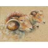 Hawkey - Portrait of two rams, heightened watercolour and pencil, The Turnpike Gallery label