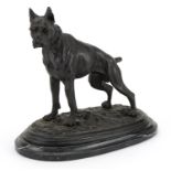 After Pierre Jules Mene, patinated bronze study of a Boxer dog raised on an oval marble base, 30cm