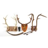 Collection of large taxidermy horns, cutlery and a black beaker, possibly horn, including three