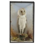 Victorian taxidermy barn owl, housed in an ebonised display case with foliage, 49cm high