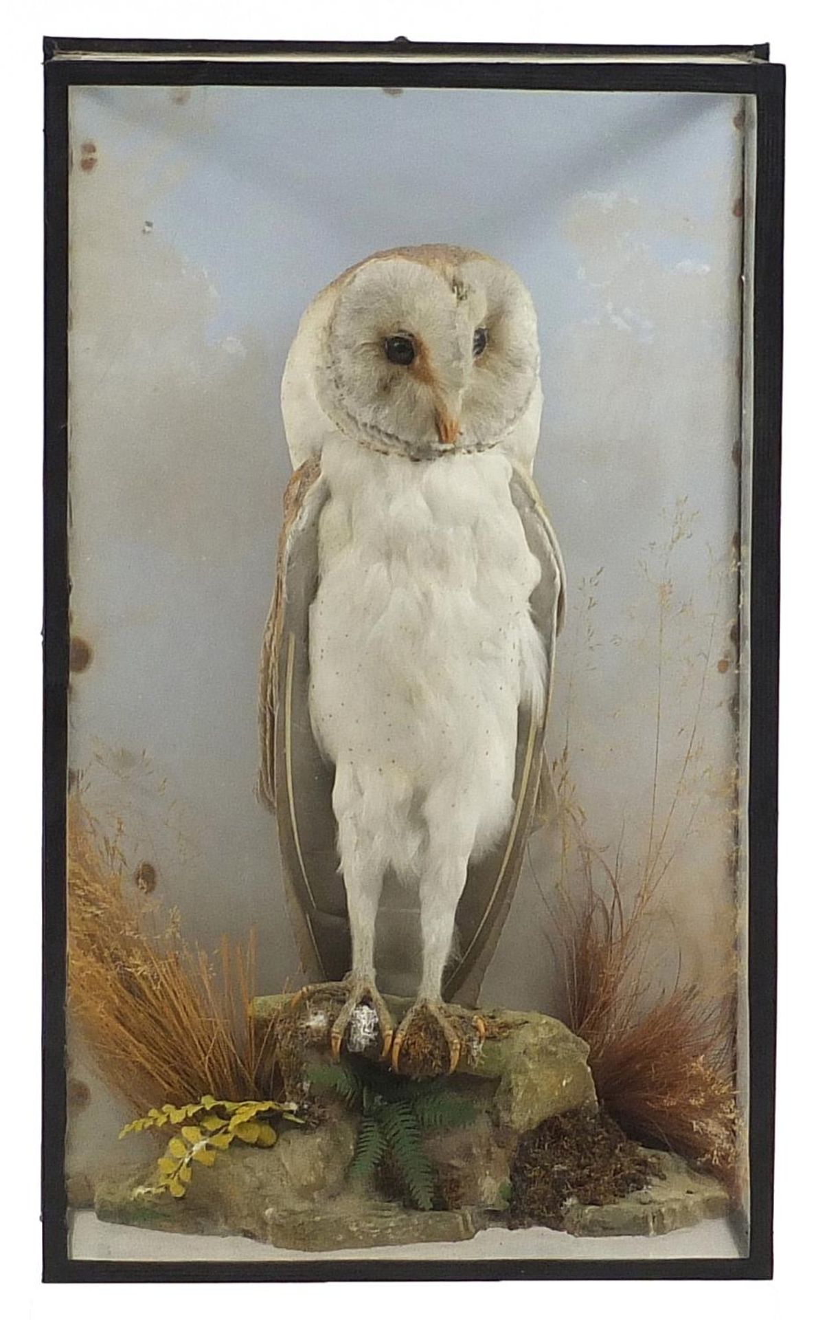 Victorian taxidermy barn owl, housed in an ebonised display case with foliage, 49cm high