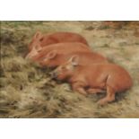 John Edwards - Four Tamworth piglets, oil on board, inscribed verso, mounted and framed, 33.5cm x