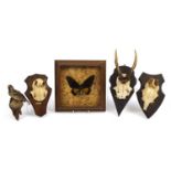 Taxidermy interest items including three pairs of horns on oak backs and a taxidermy sparrow, the