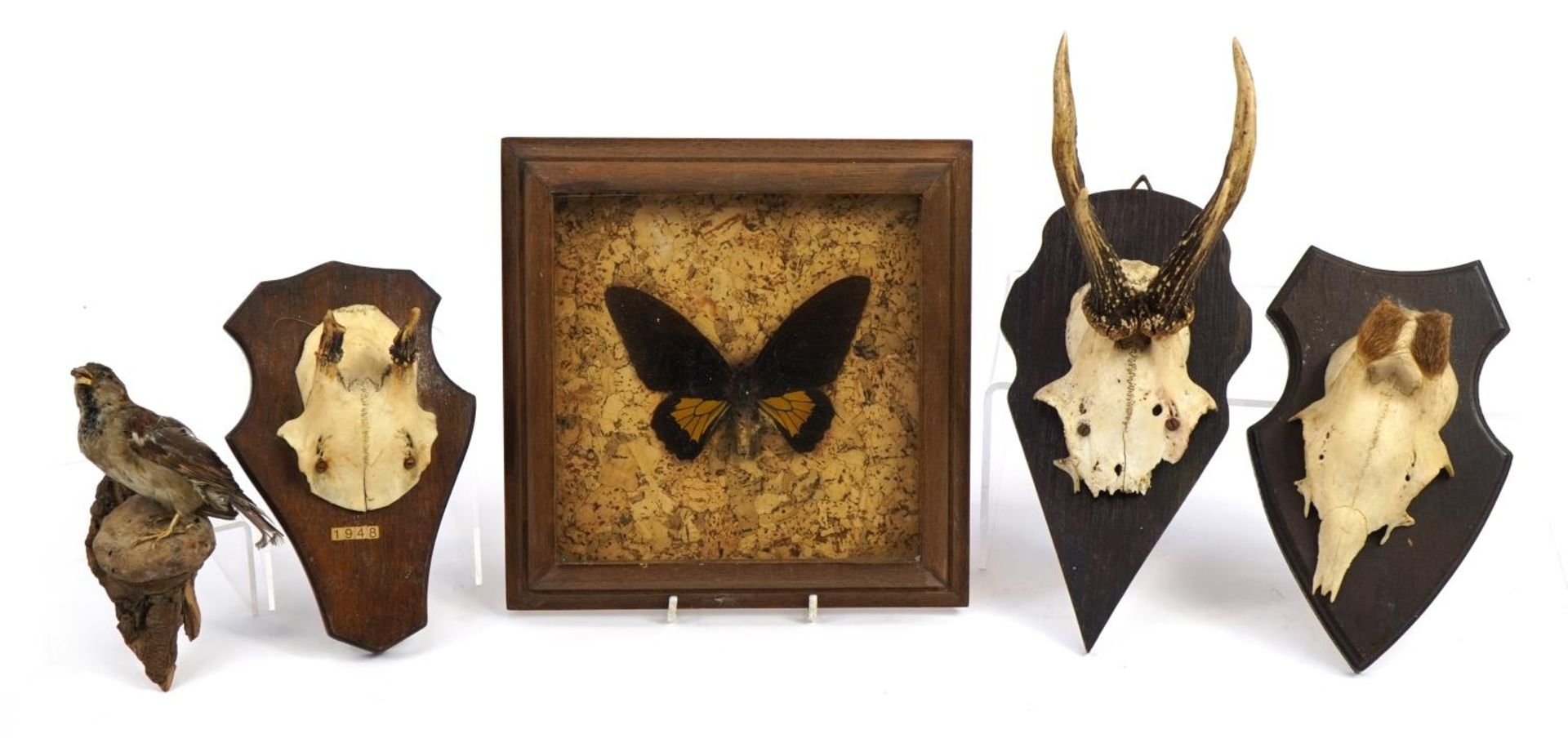 Taxidermy interest items including three pairs of horns on oak backs and a taxidermy sparrow, the