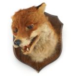 Taxidermy fox head mounted on an oak shield back, 27cm high