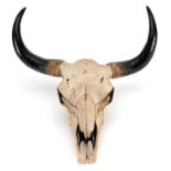 Buffalo skull design wall plaque