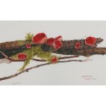 Ginny Sewell '09 - Scarlet Elf Cup, botanical interest watercolour, mounted, framed and glazed, 38cm