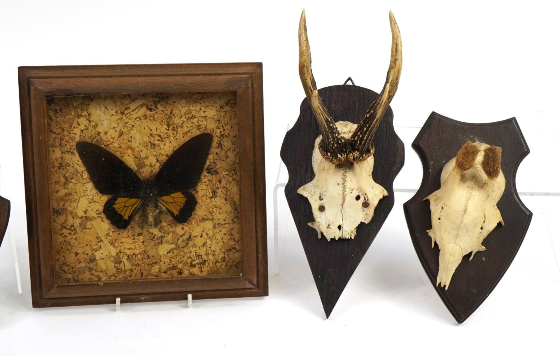 Taxidermy interest items including three pairs of horns on oak backs and a taxidermy sparrow, the - Image 3 of 3