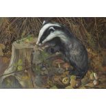 Arthur Spencer Roberts - Four month old badger looking for grubs, watercolour, Philip P Batchley