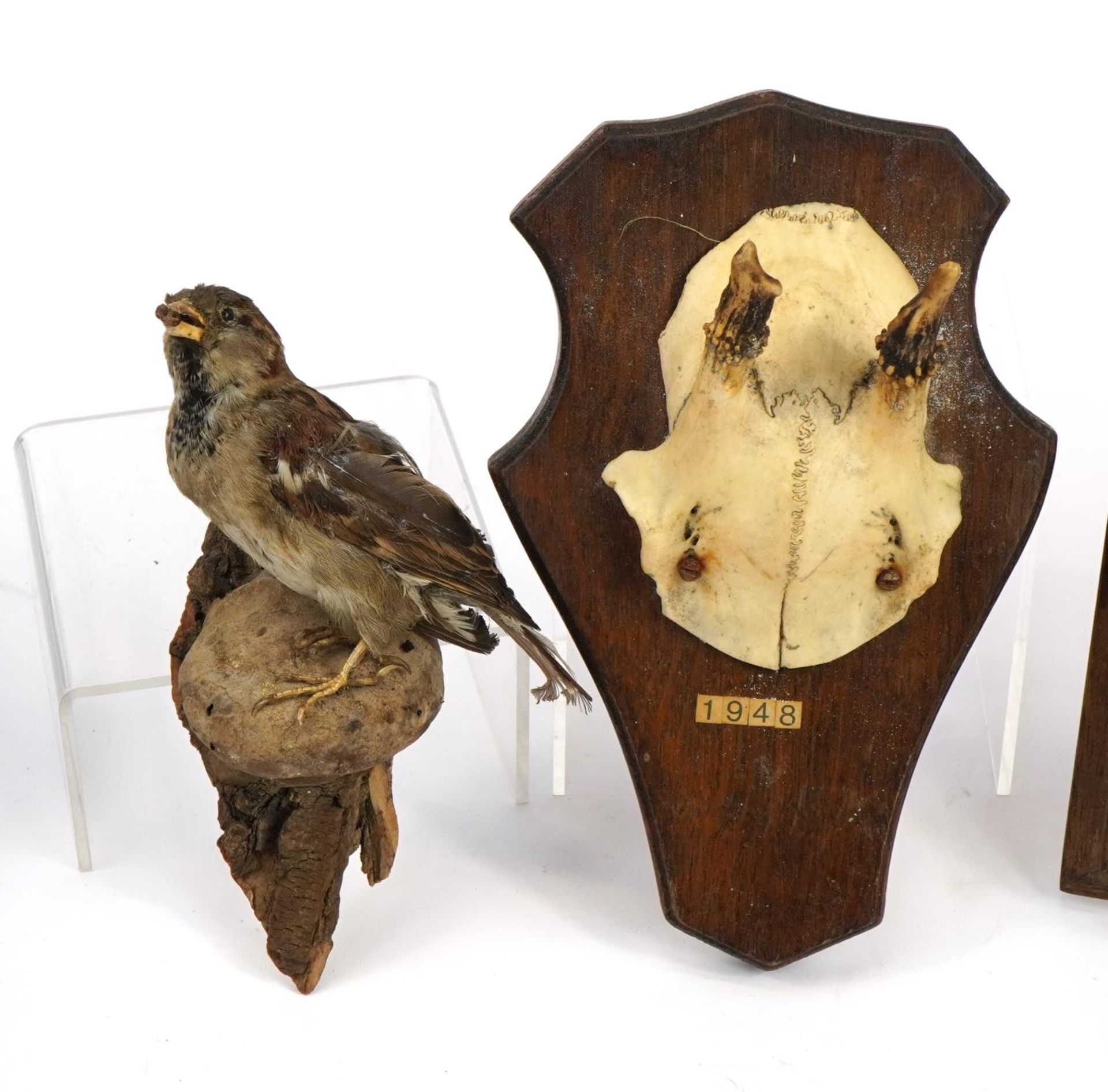 Taxidermy interest items including three pairs of horns on oak backs and a taxidermy sparrow, the - Image 2 of 3