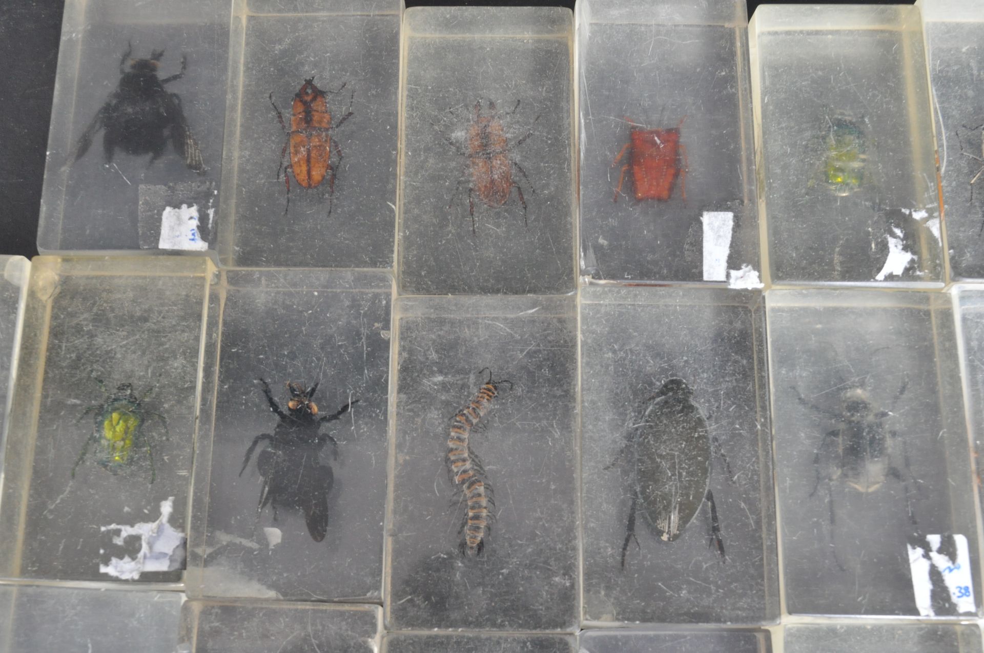 LARGE COLLECTION OF INSECTS SET IN RESINS - Bild 3 aus 7