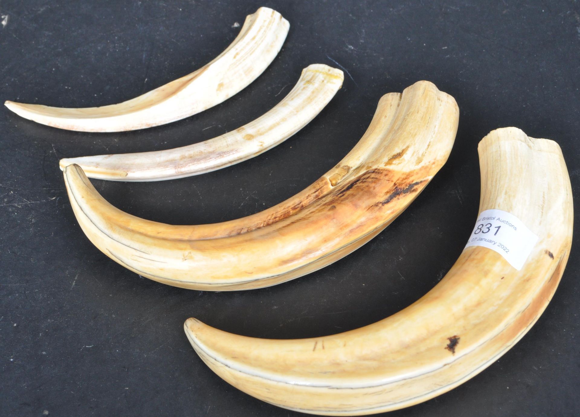 TWO PAIRS OF TAXIDERMY HOG TUSKS