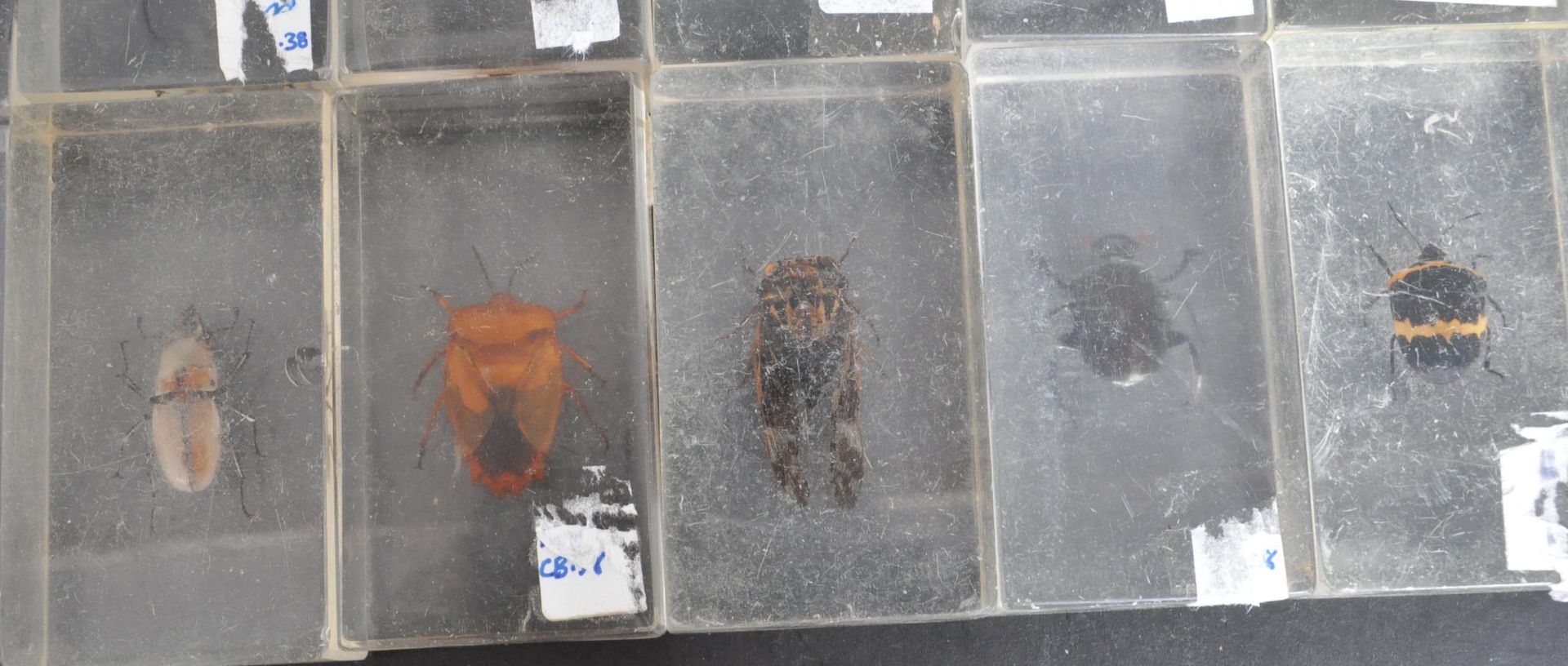 LARGE COLLECTION OF INSECTS SET IN RESINS - Bild 5 aus 7
