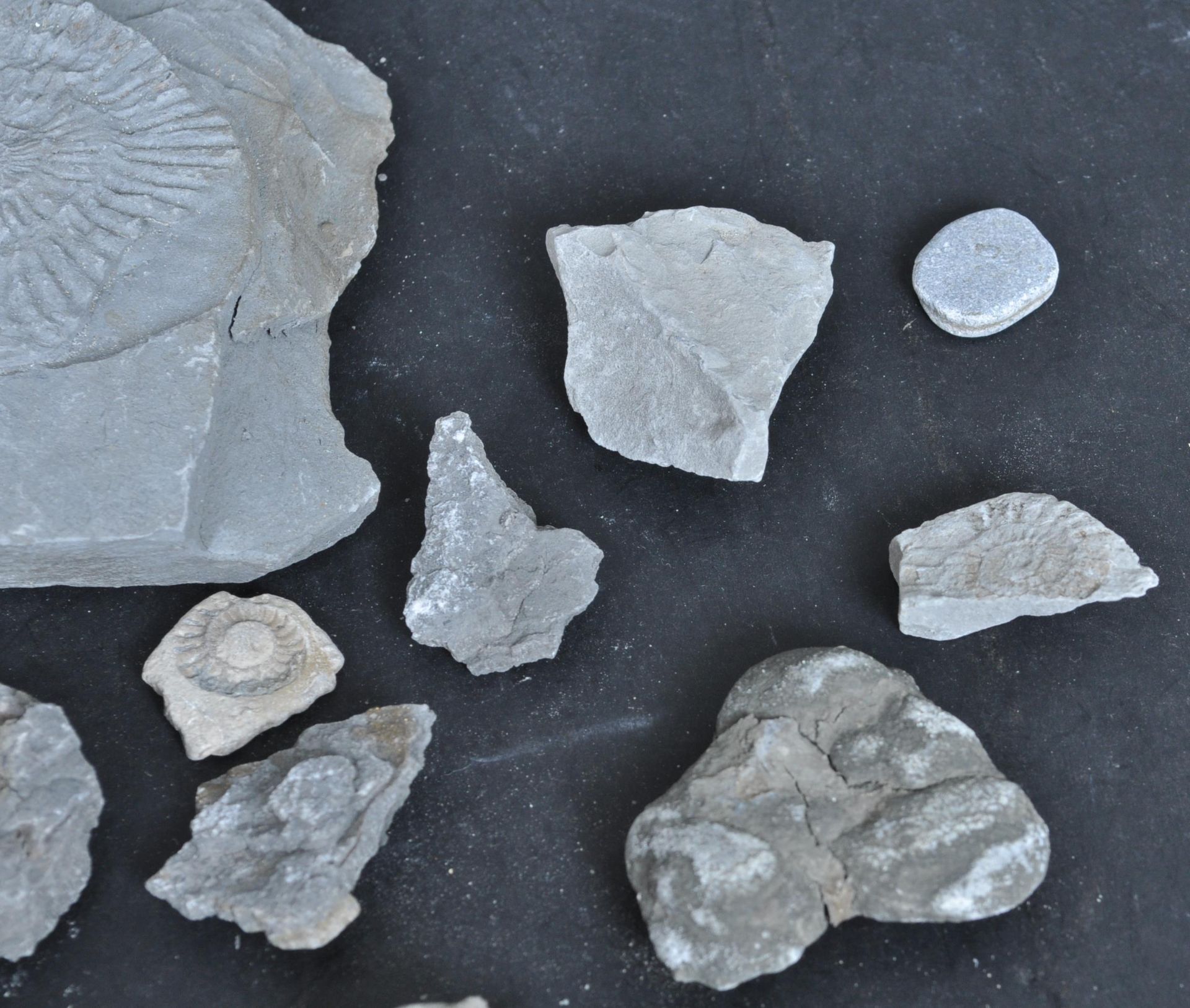COLLECTION OF FOSSILS INCLUDING AMMONITES - Bild 2 aus 9