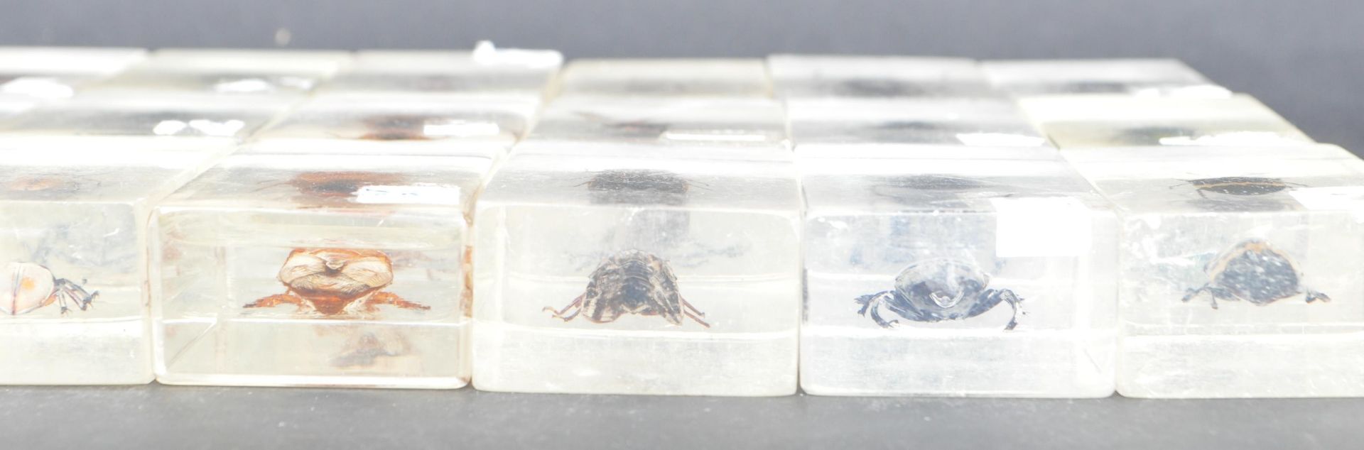LARGE COLLECTION OF INSECTS SET IN RESINS - Bild 6 aus 7