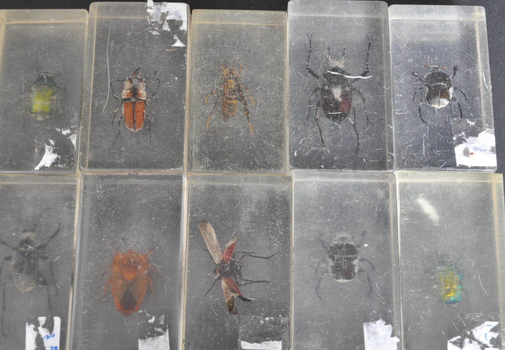 LARGE COLLECTION OF INSECTS SET IN RESINS - Bild 2 aus 7
