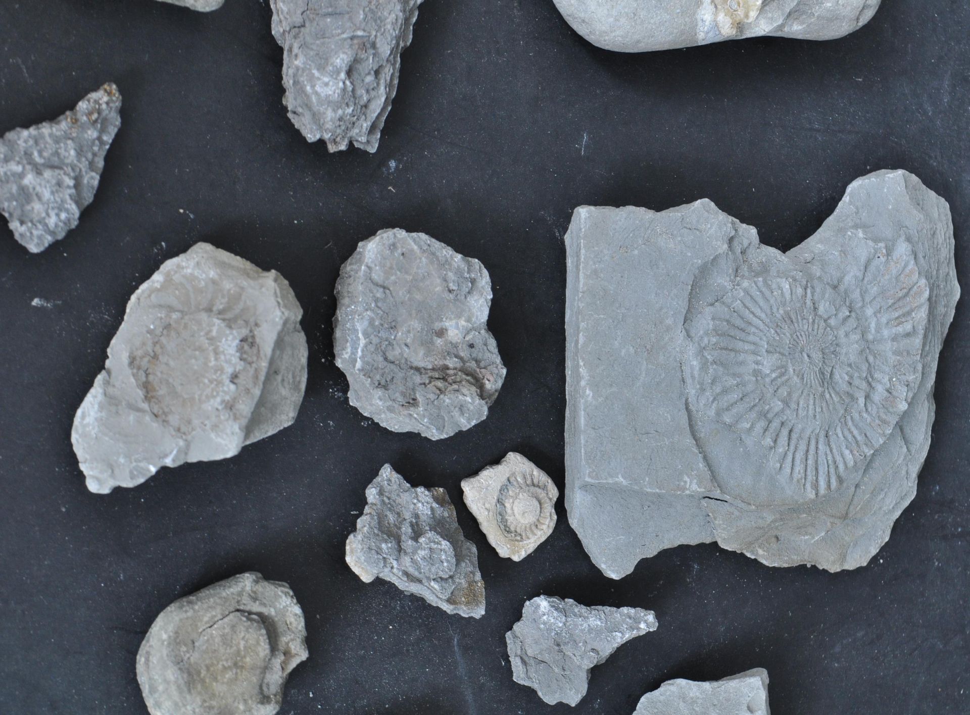 COLLECTION OF FOSSILS INCLUDING AMMONITES - Bild 3 aus 9