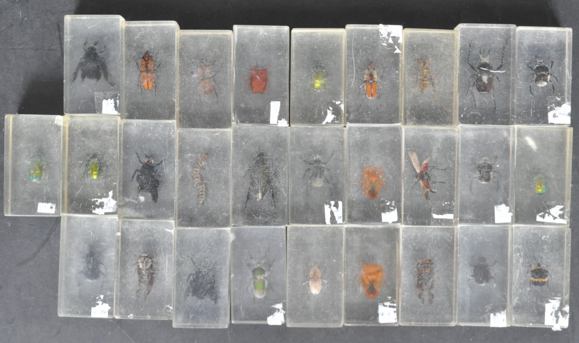 LARGE COLLECTION OF INSECTS SET IN RESINS
