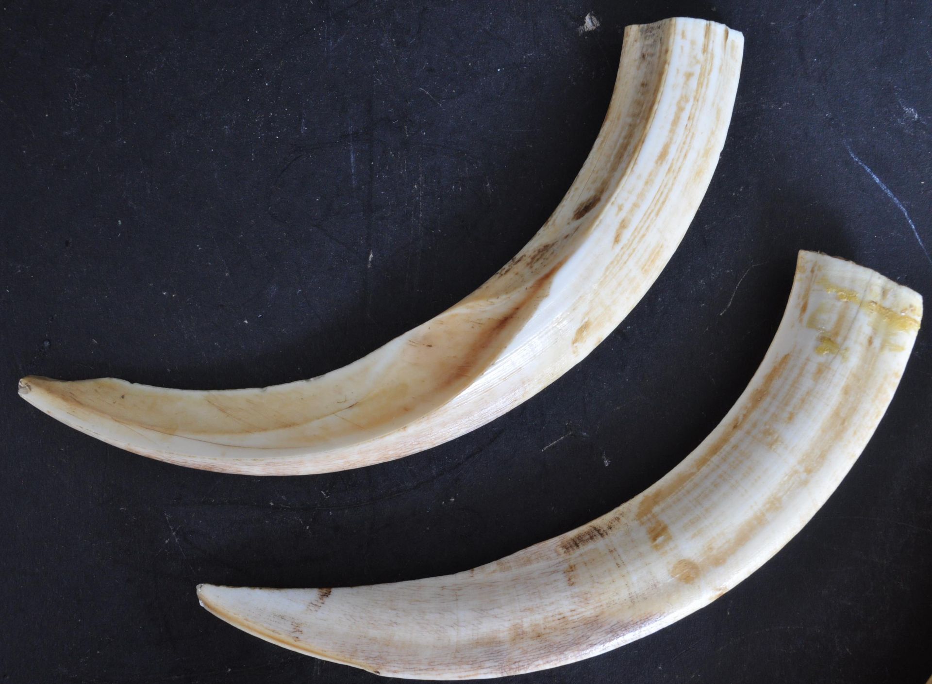 TWO PAIRS OF TAXIDERMY HOG TUSKS - Bild 4 aus 6