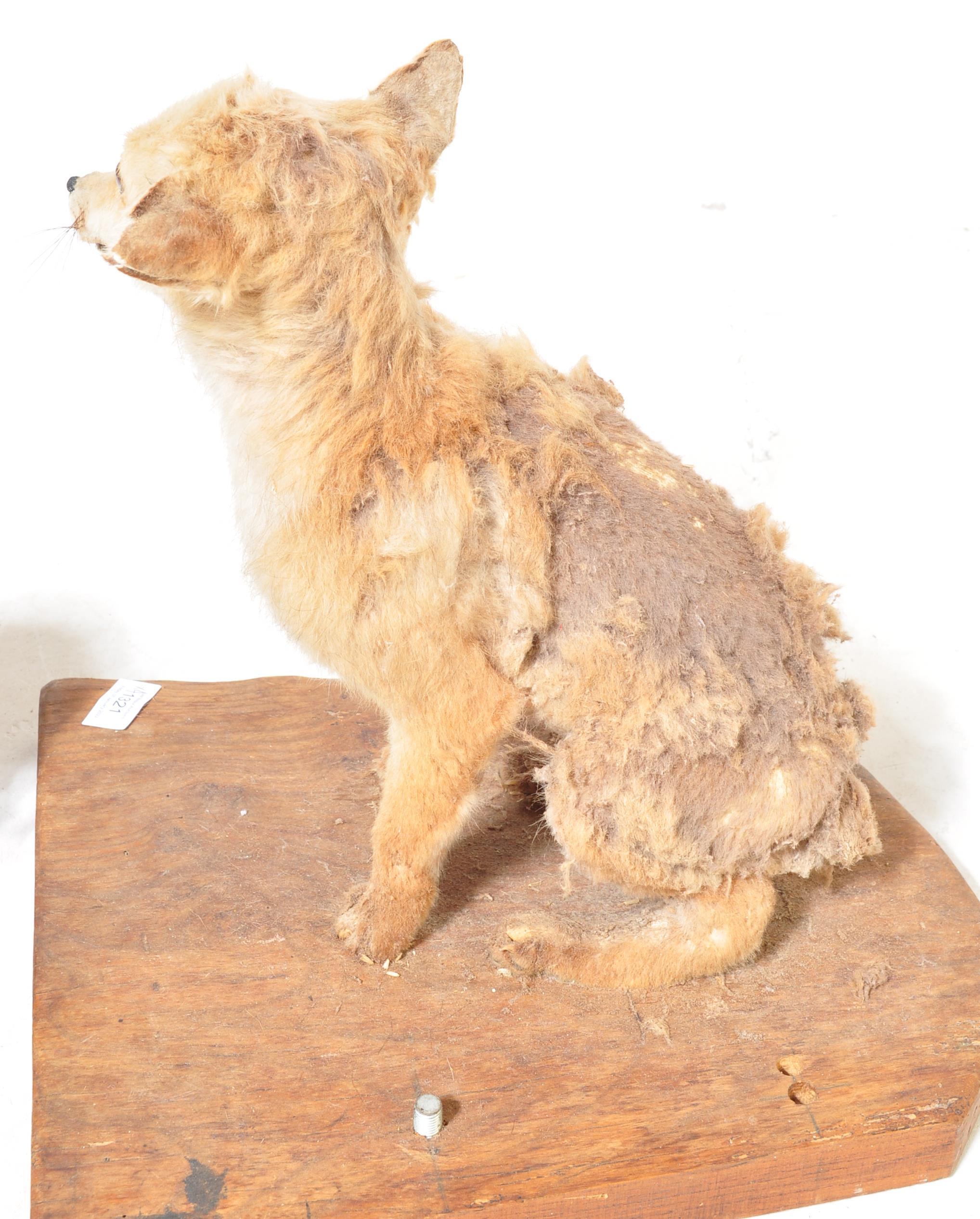 OF TAXIDERMY INTEREST - COLLECTION OF 20TH CENTURY TAXIDERMY - Image 9 of 16