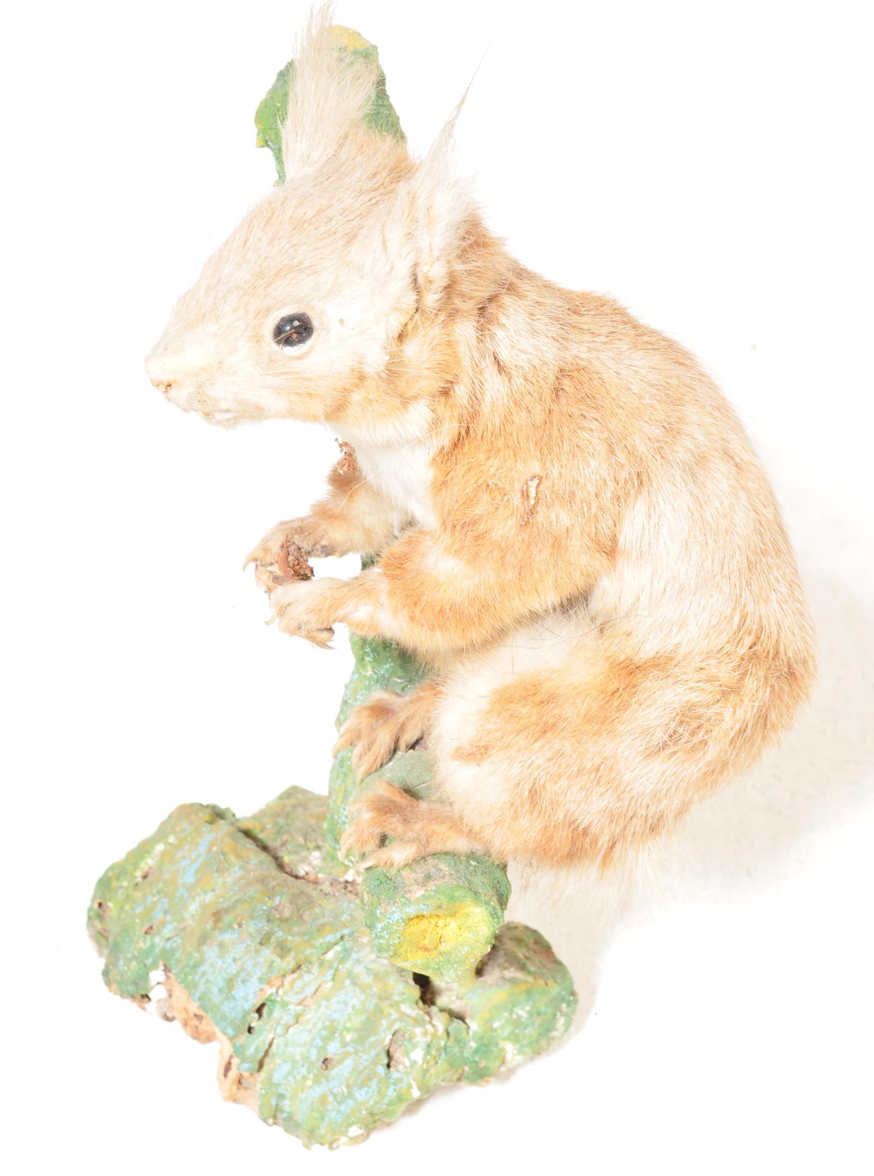 OF TAXIDERMY INTEREST - COLLECTION OF 20TH CENTURY TAXIDERMY - Image 12 of 16