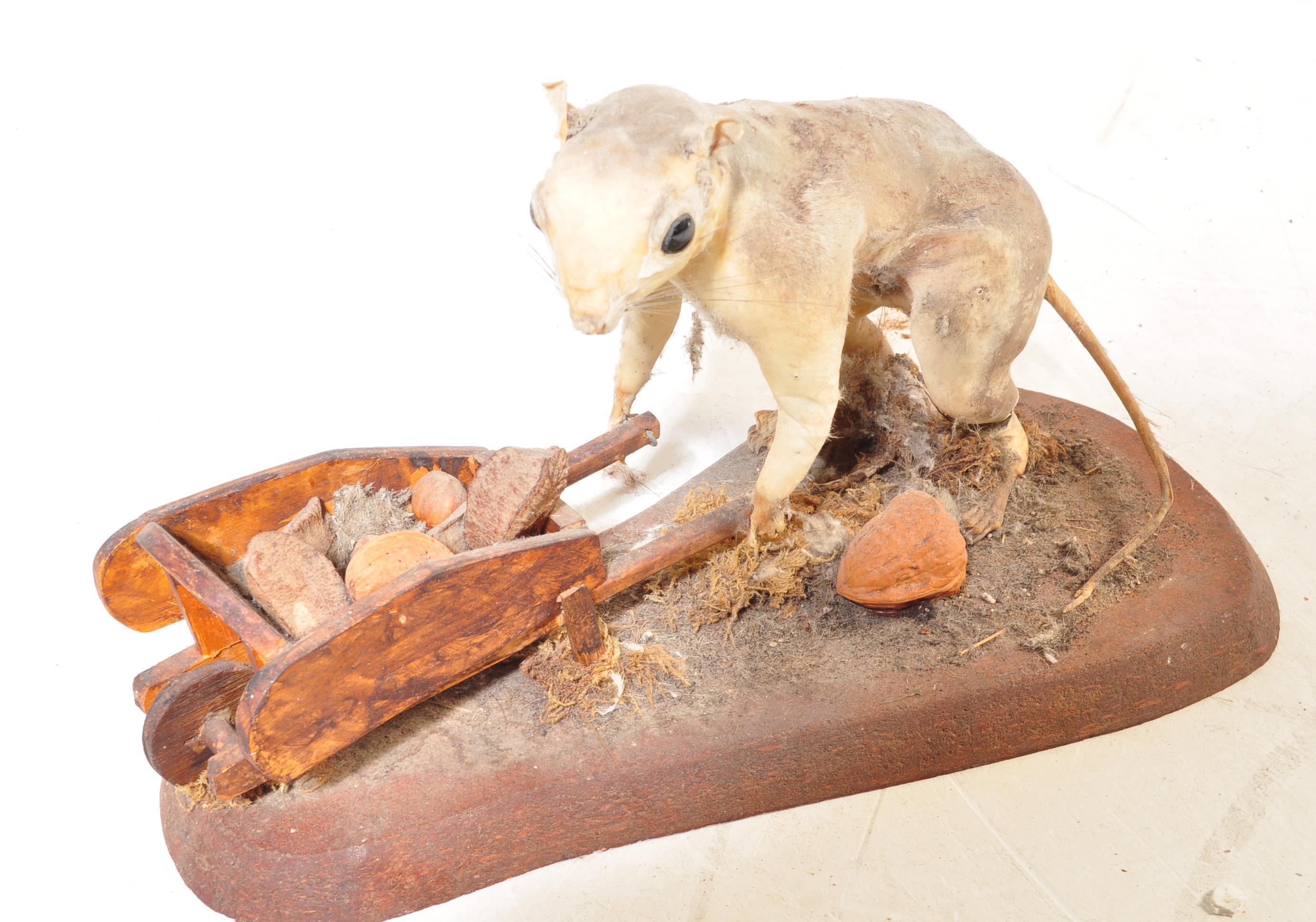 OF TAXIDERMY INTEREST - COLLECTION OF 20TH CENTURY TAXIDERMY - Image 13 of 16