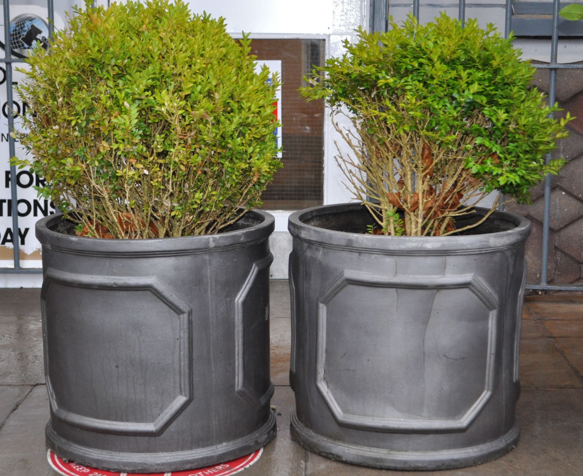 A PAIR OF FAUX CAST IRON COMPOSITE PLANTERS - BOXWOOD PLANTS