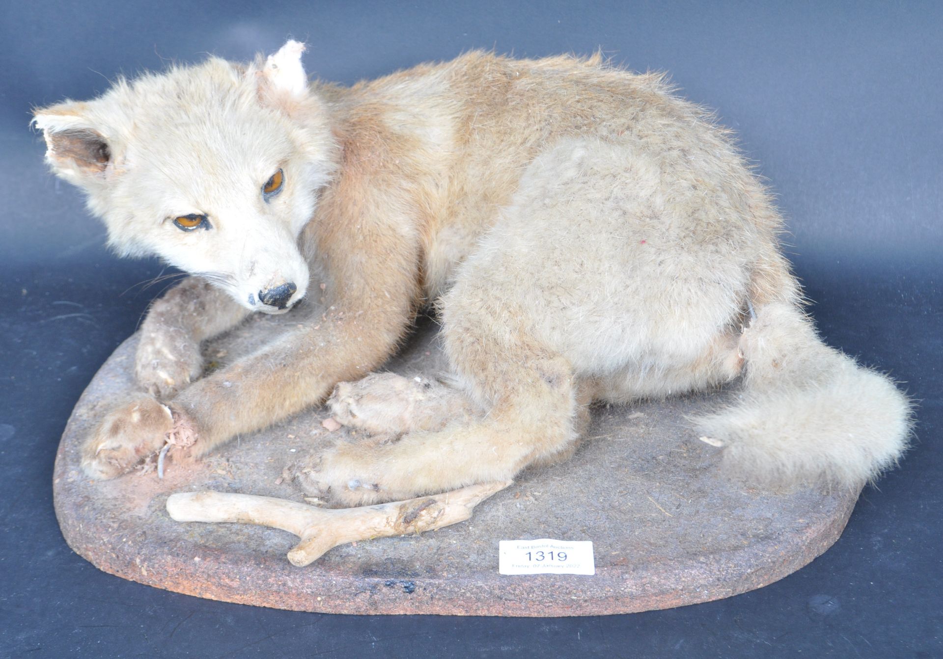 OF TAXIDERMY INTEREST - RECLINING FOX ON NATURALISIC PLINTH