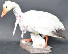 OF TAXIDERMY INTEREST MID 20TH CENTURY TAXIDERMY GOOSE
