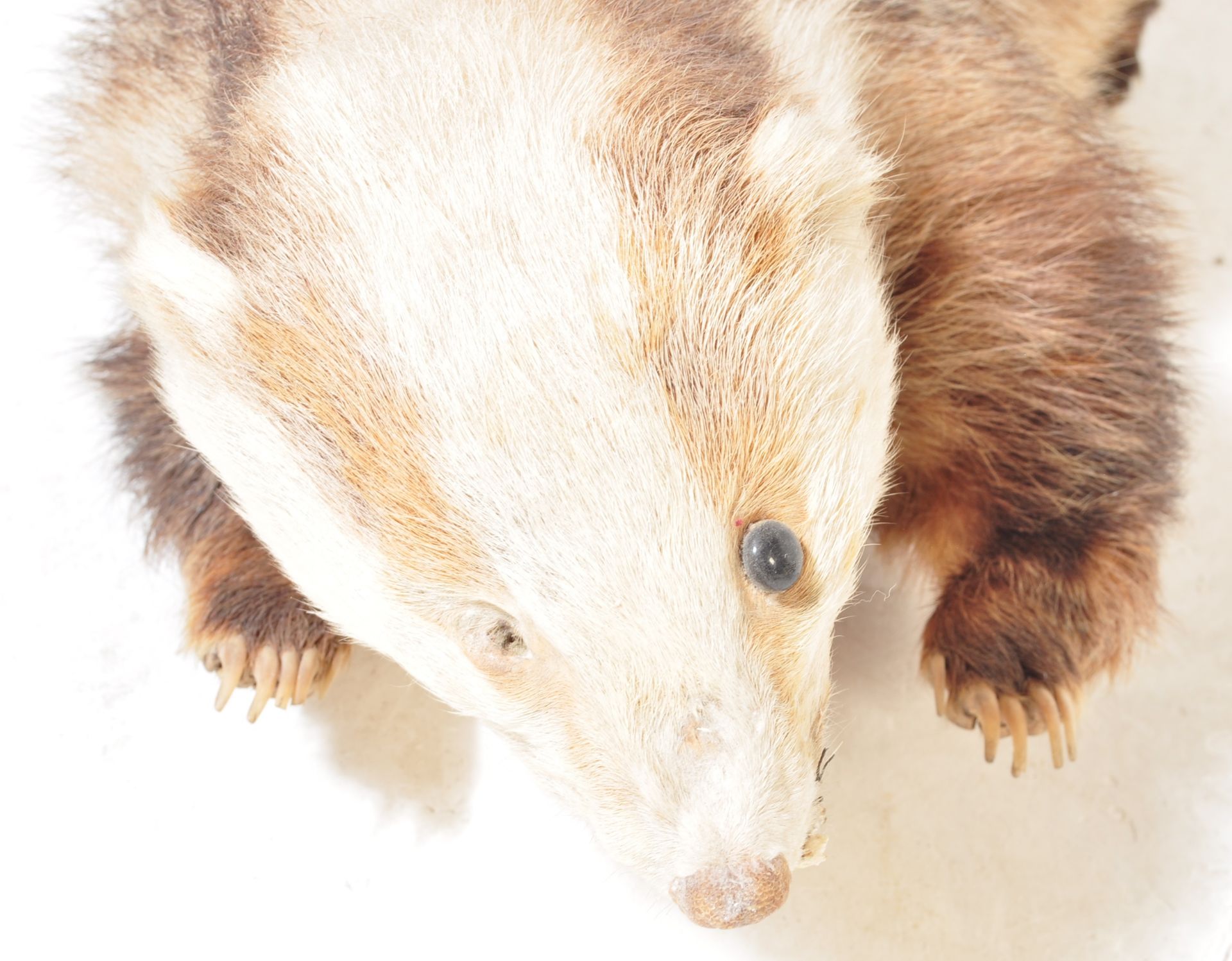 PAIR OF 20TH CENTURY TAXIDERMY BADGERS - GROTESQUE FORM - Bild 3 aus 8