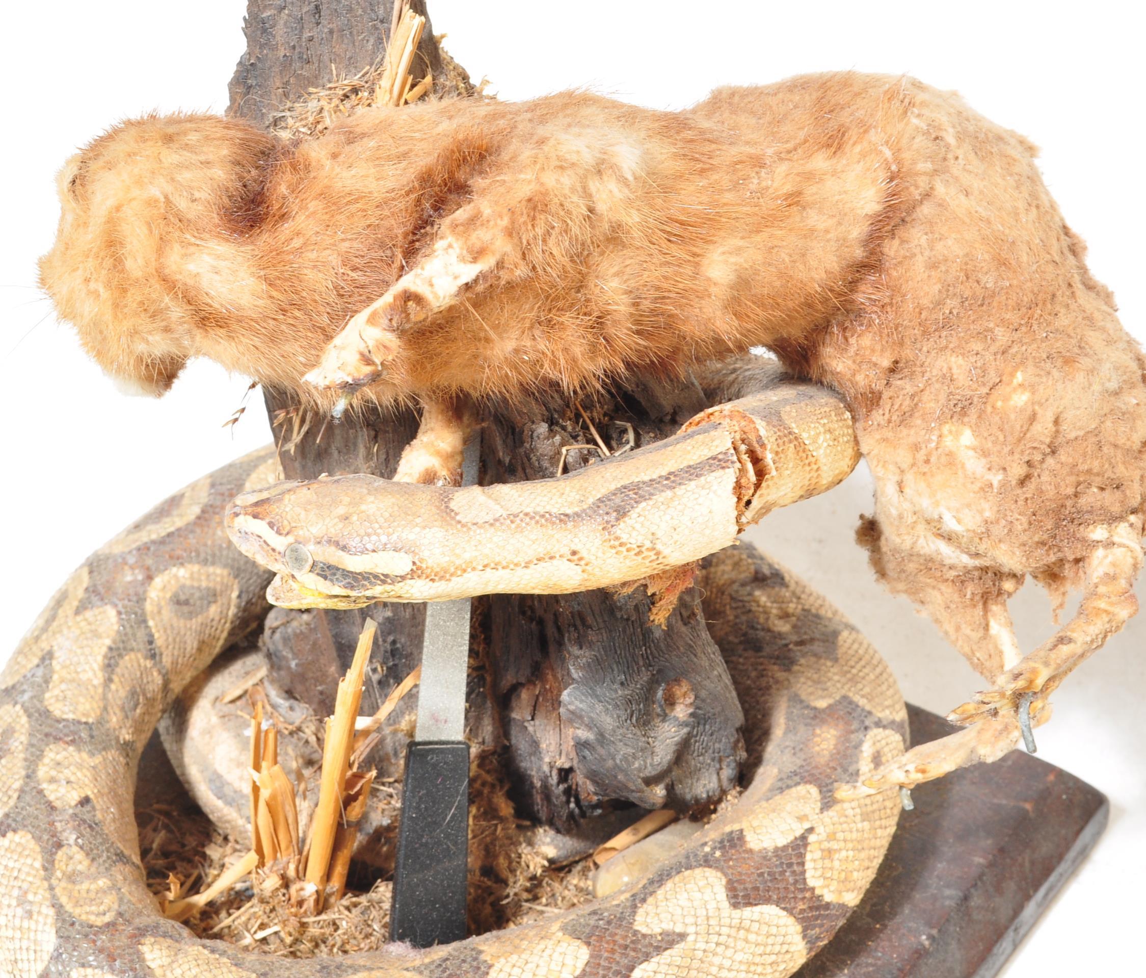 OF TAXIDERMY INTEREST - COLLECTION OF 20TH CENTURY TAXIDERMY - Image 6 of 16