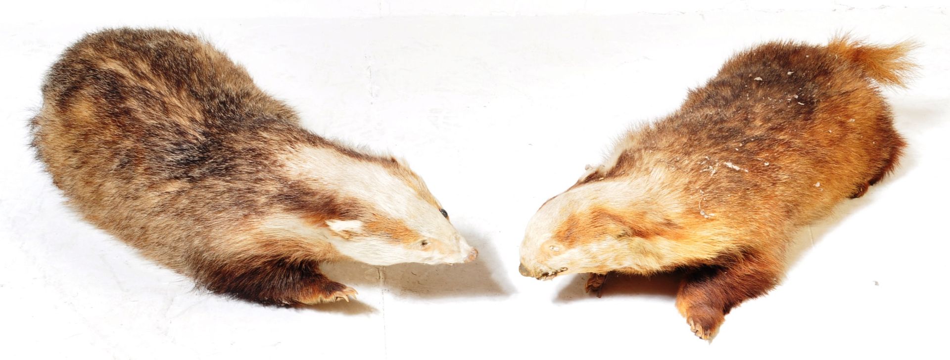 PAIR OF 20TH CENTURY TAXIDERMY BADGERS - GROTESQUE FORM - Bild 2 aus 8