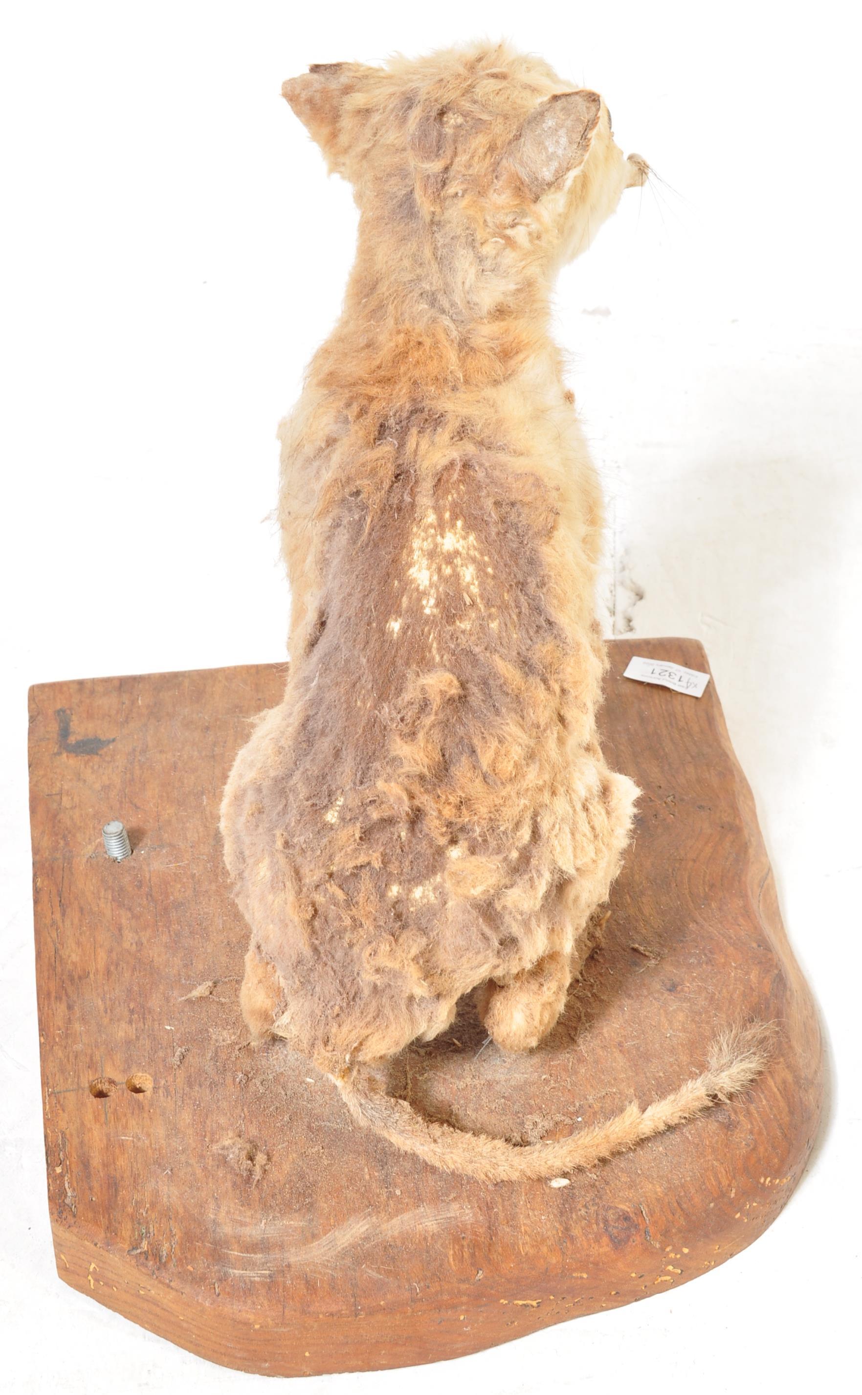 OF TAXIDERMY INTEREST - COLLECTION OF 20TH CENTURY TAXIDERMY - Image 10 of 16