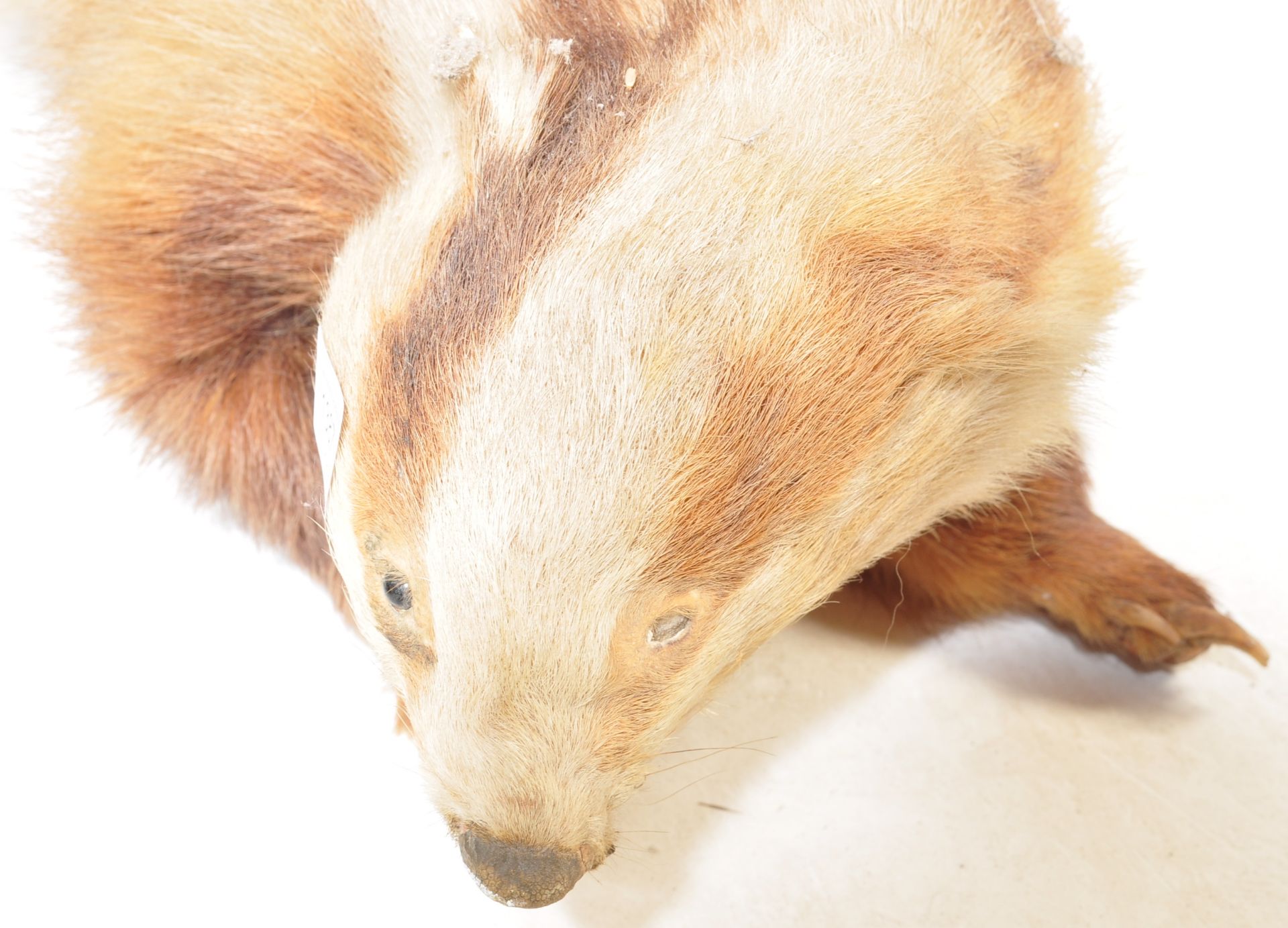PAIR OF 20TH CENTURY TAXIDERMY BADGERS - GROTESQUE FORM - Bild 4 aus 8