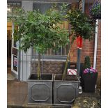 A PAIR OF LARGE FAUX CAST IRON PLANTERS WITH BAY TREES