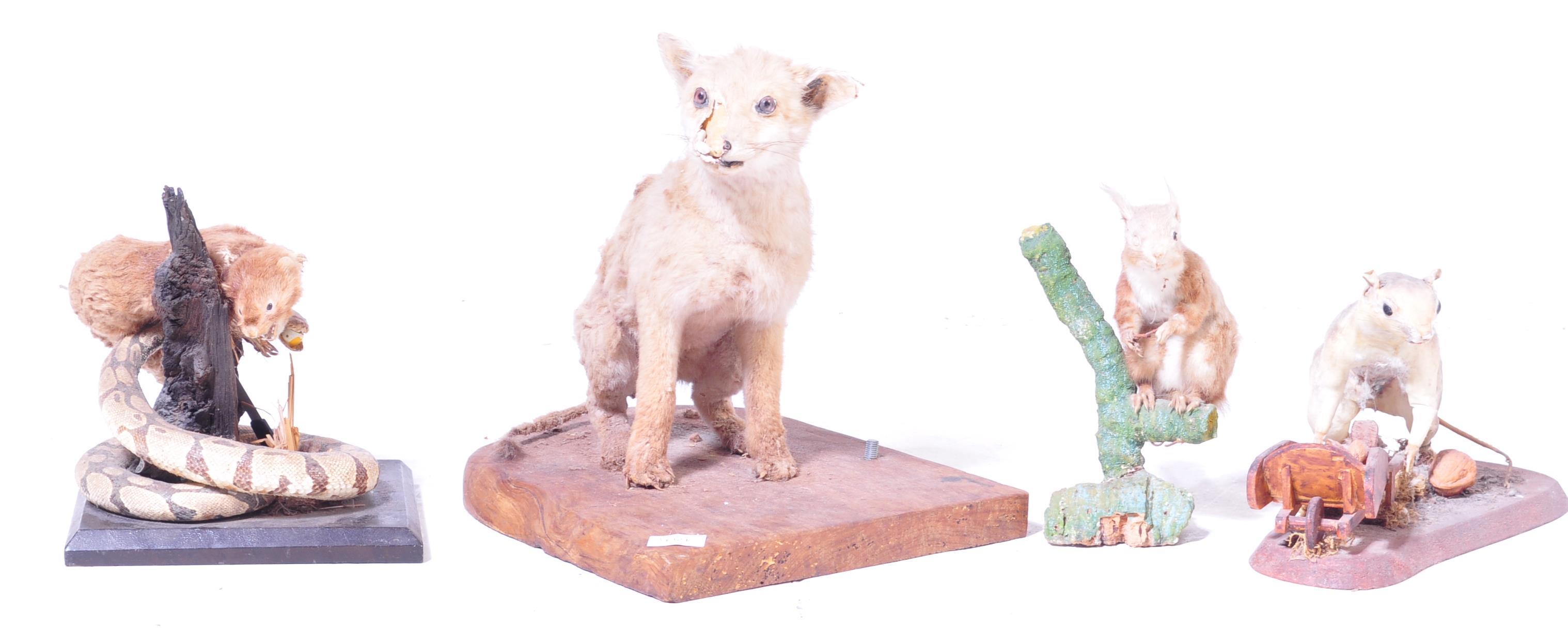 OF TAXIDERMY INTEREST - COLLECTION OF 20TH CENTURY TAXIDERMY