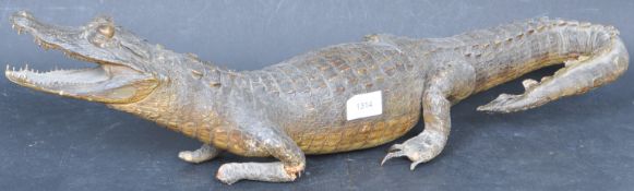 OF TAXIDERMY INTEREST - EARLY 20TH CENTURY ALLIGATOR