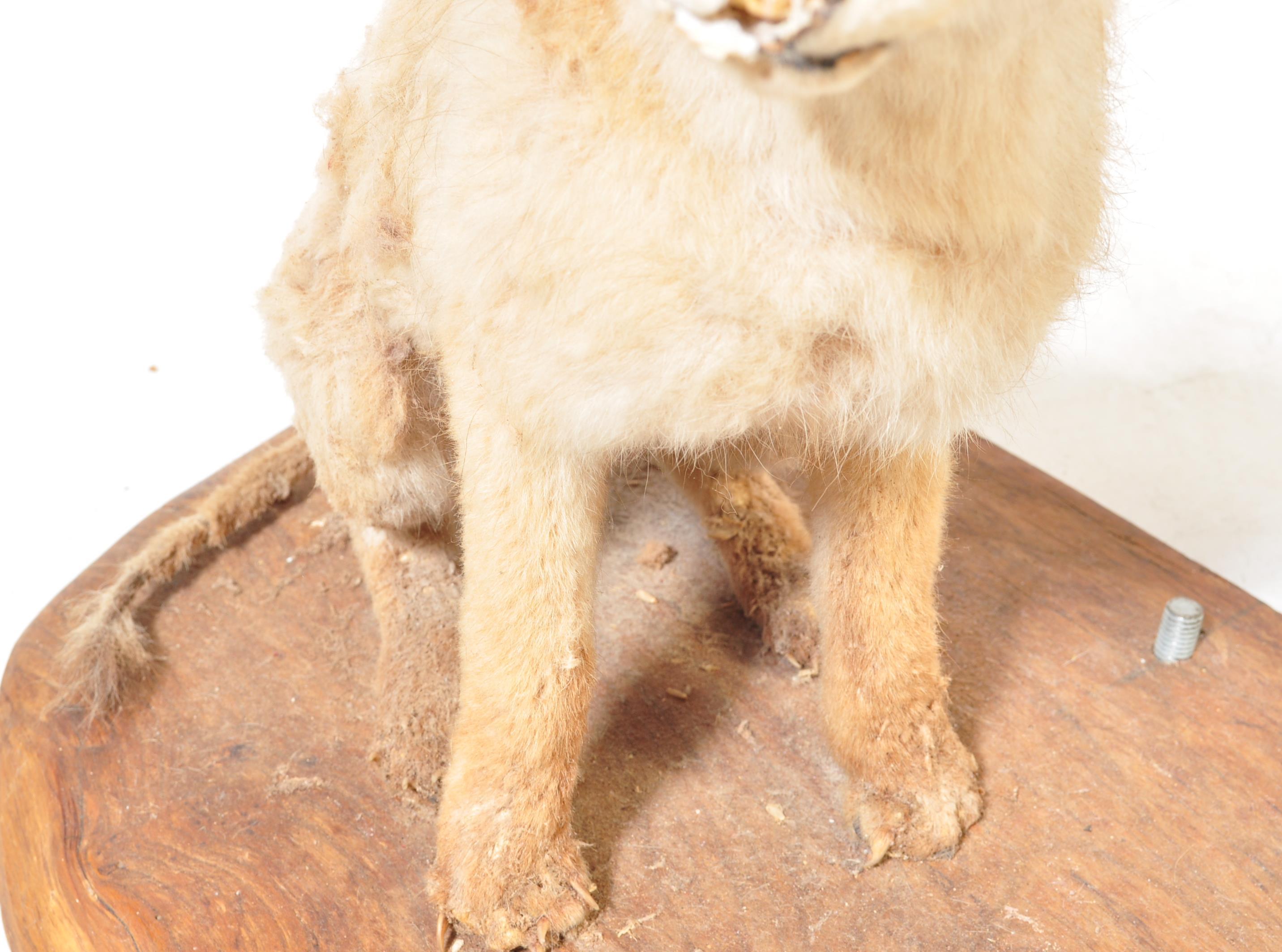 OF TAXIDERMY INTEREST - COLLECTION OF 20TH CENTURY TAXIDERMY - Image 8 of 16